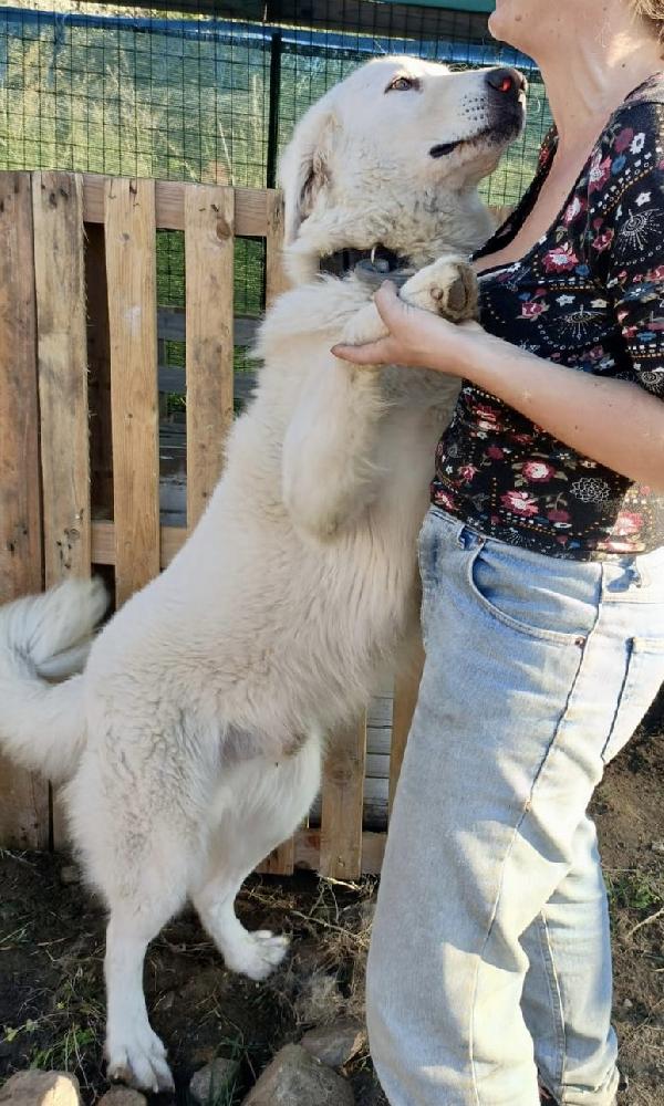 Tony un angelo di 4 anni prigioniero di un recinto Foto 3