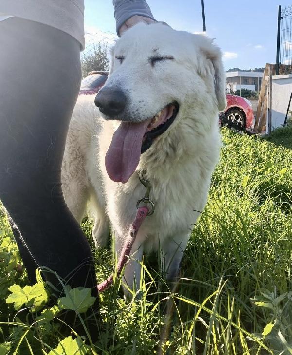 Tony un angelo di 4 anni prigioniero di un recinto Foto 4