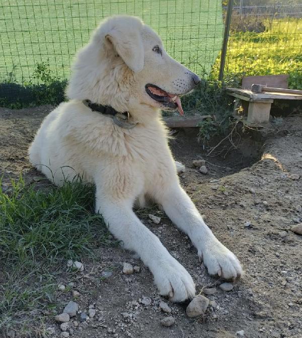 Tony un angelo di 4 anni prigioniero di un recinto Foto 7