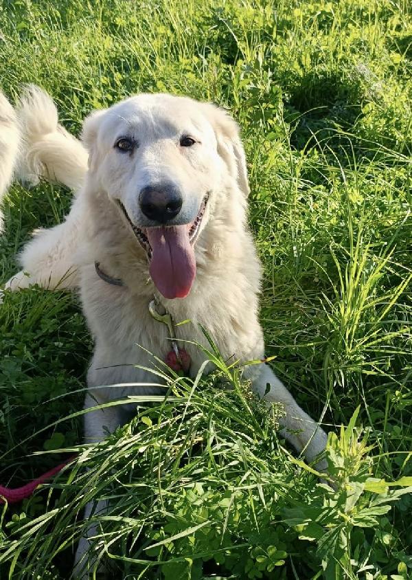 Tony un angelo di 4 anni prigioniero di un recinto Foto 8