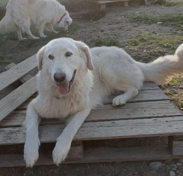 Tony un angelo di 4 anni prigioniero di un recinto Foto 9