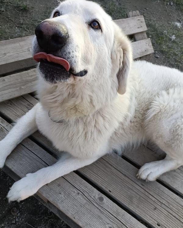 Tony un angelo di 4 anni prigioniero di un recinto Foto 10