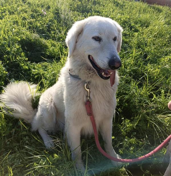 Tony un angelo di 4 anni prigioniero di un recinto Foto 11