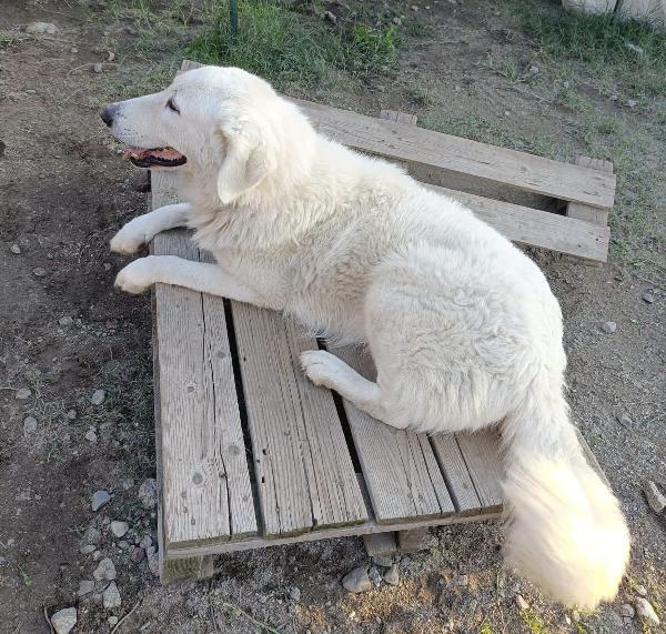 Tony un angelo di 4 anni prigioniero di un recinto Foto 12