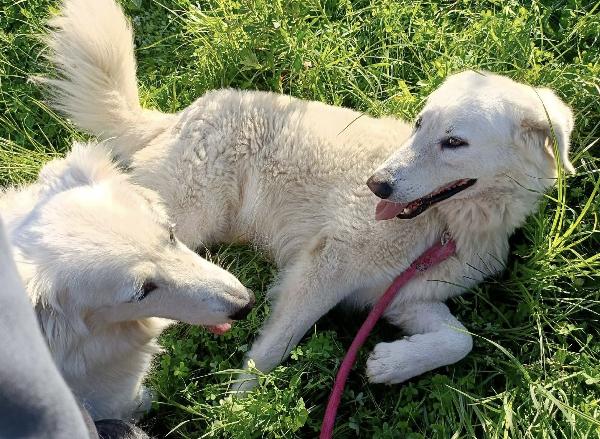 Titty e tony due splendidi angeli reclusi  Foto 2