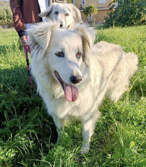 Titty e tony due splendidi angeli reclusi  Foto 5