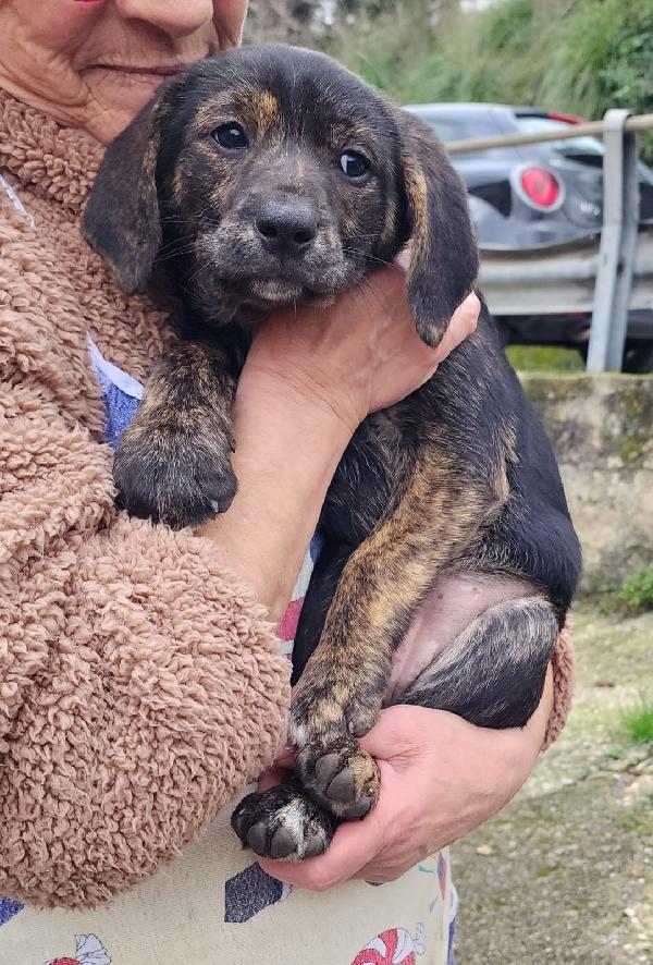 Mulan Cucciola Futura Taglia Media Contenuta 