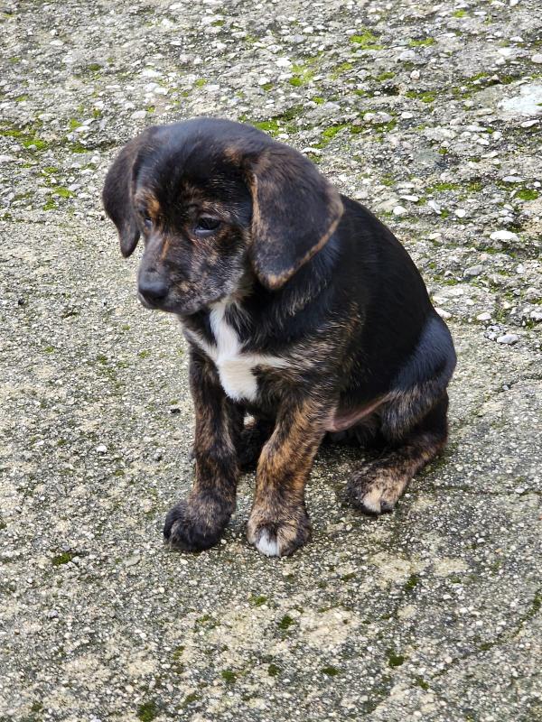 Mulan cucciola futura taglia media contenuta  Foto 3