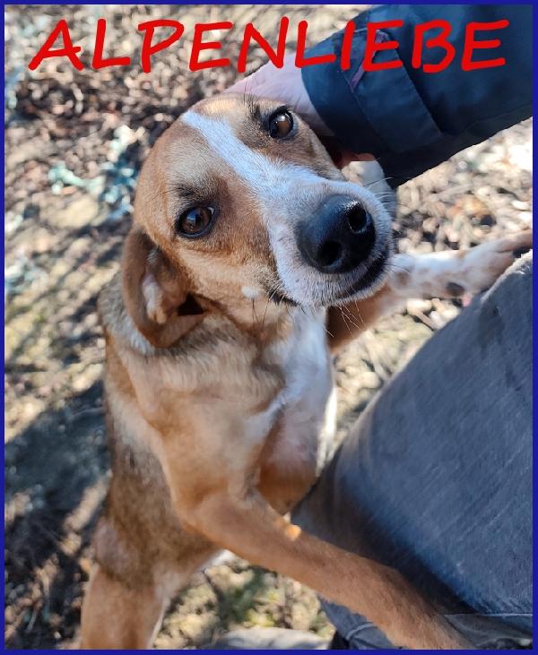 Alpenliebe, Tenera Piccoletta Di 4 Anni Cerca Una Famiglia Amorevole Ed Affettuosa!