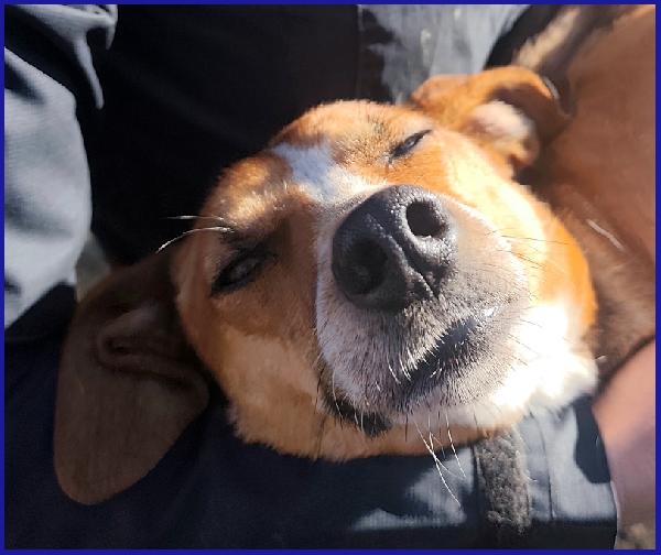 ALPENLIEBE, TENERA PICCOLETTA DI 4 ANNI CERCA UNA FAMIGLIA AMOREVOLE ED AFFETTUOSA! Foto 2