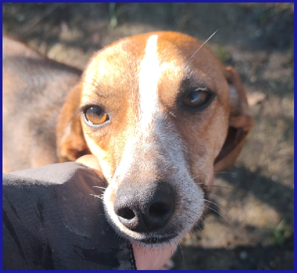 ALPENLIEBE, TENERA PICCOLETTA DI 4 ANNI CERCA UNA FAMIGLIA AMOREVOLE ED AFFETTUOSA! Foto 5