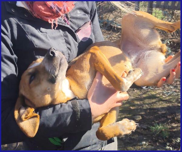 ALPENLIEBE, TENERA PICCOLETTA DI 4 ANNI CERCA UNA FAMIGLIA AMOREVOLE ED AFFETTUOSA! Foto 6