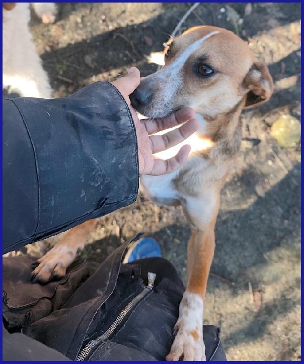 ALPENLIEBE, TENERA PICCOLETTA DI 4 ANNI CERCA UNA FAMIGLIA AMOREVOLE ED AFFETTUOSA! Foto 8