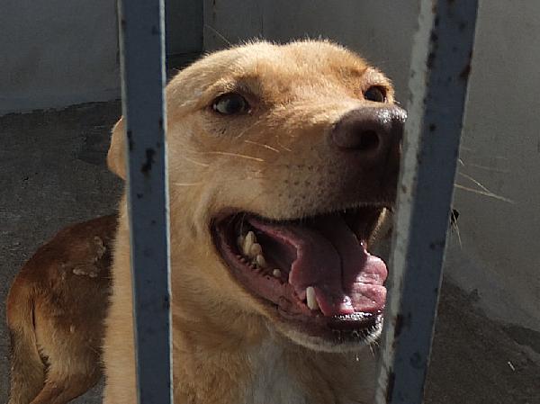 Romeo pieno di voglia di vivere Foto 2