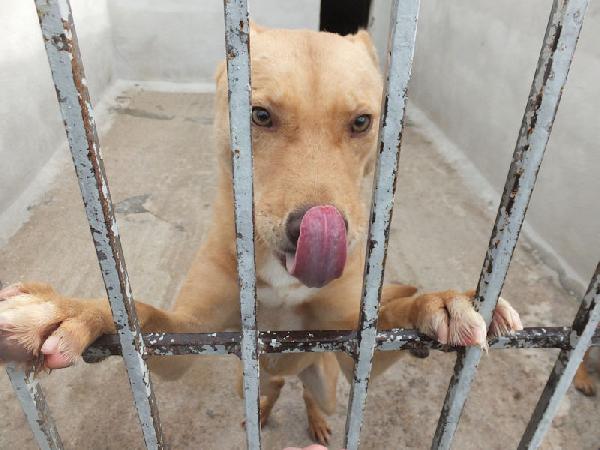 Romeo pieno di voglia di vivere Foto 3