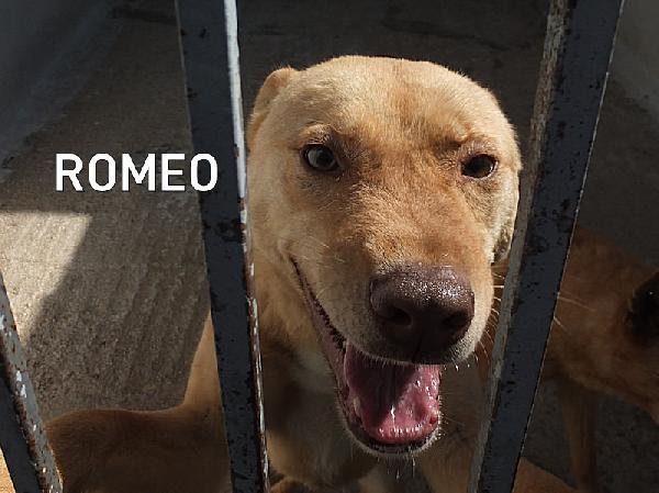 Romeo pieno di voglia di vivere Foto 4