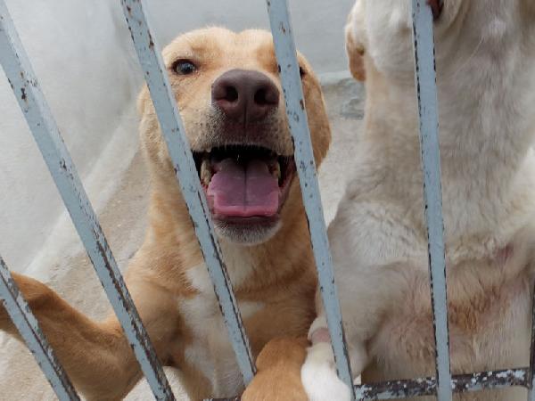 Romeo pieno di voglia di vivere Foto 5