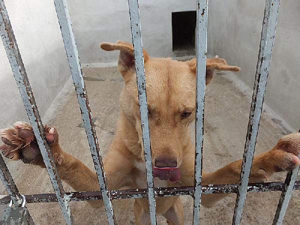 Romeo pieno di voglia di vivere Foto 6