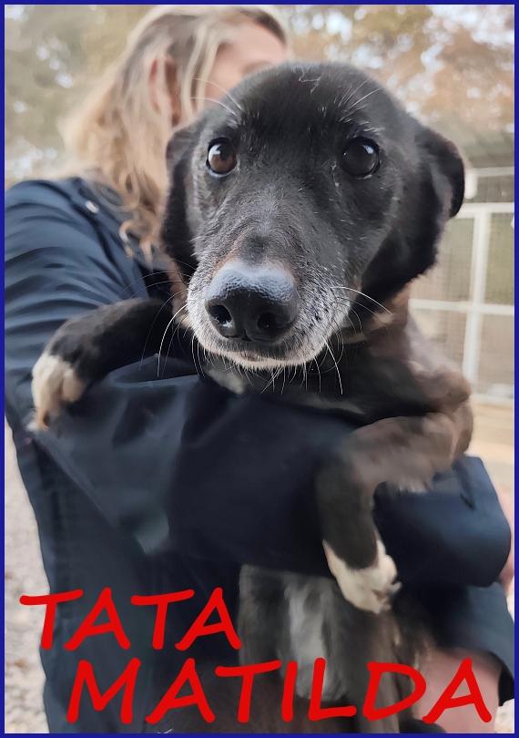 Tata Matilda 14 Anni, Tutta La Vita In Canile Ad Aspettare Chi L'ha Tradita...ora Merita Solo Amore