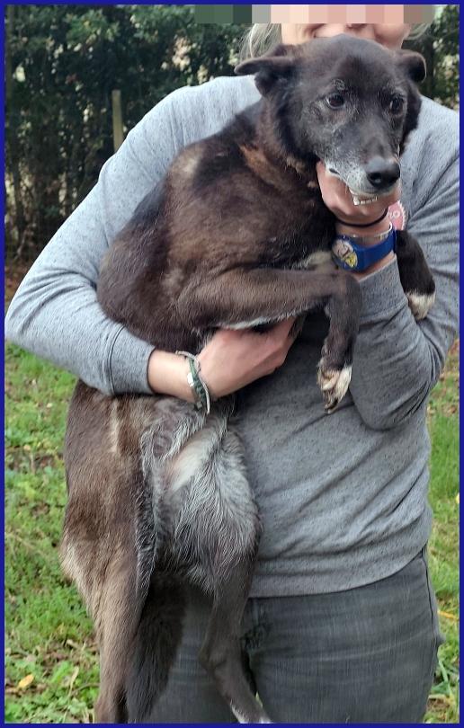 TATA MATILDA 14 ANNI, TUTTA LA VITA IN CANILE AD ASPETTARE CHI L'HA TRADITA...ORA MERITA SOLO AMORE Foto 2