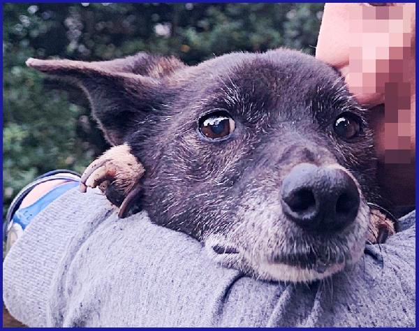 TATA MATILDA 14 ANNI, TUTTA LA VITA IN CANILE AD ASPETTARE CHI L'HA TRADITA...ORA MERITA SOLO AMORE Foto 3