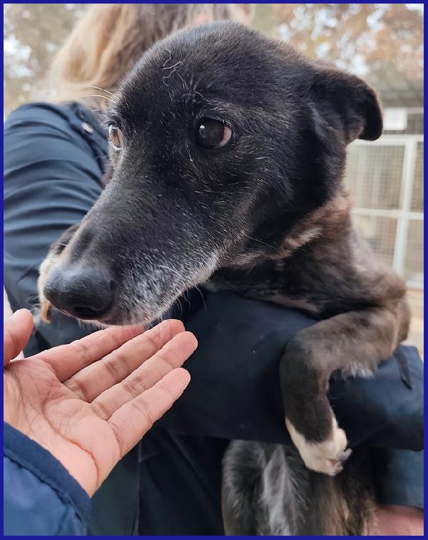 TATA MATILDA 14 ANNI, TUTTA LA VITA IN CANILE AD ASPETTARE CHI L'HA TRADITA...ORA MERITA SOLO AMORE Foto 4