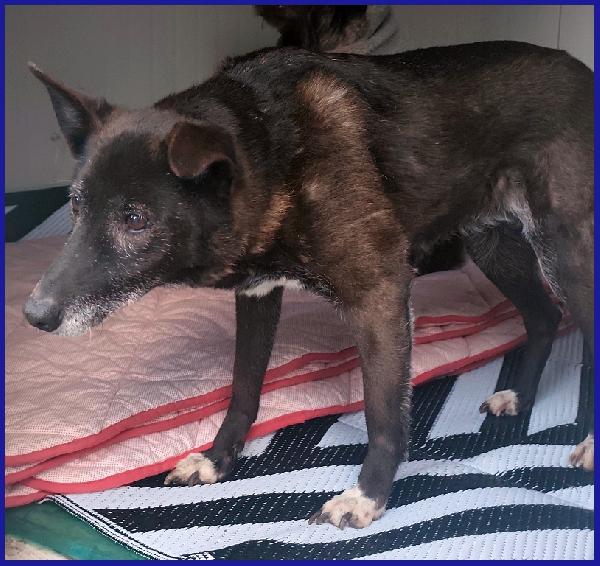 TATA MATILDA 14 ANNI, TUTTA LA VITA IN CANILE AD ASPETTARE CHI L'HA TRADITA...ORA MERITA SOLO AMORE Foto 5