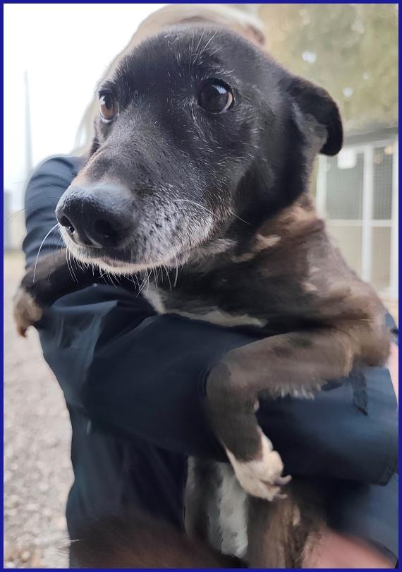 TATA MATILDA 14 ANNI, TUTTA LA VITA IN CANILE AD ASPETTARE CHI L'HA TRADITA...ORA MERITA SOLO AMORE Foto 6