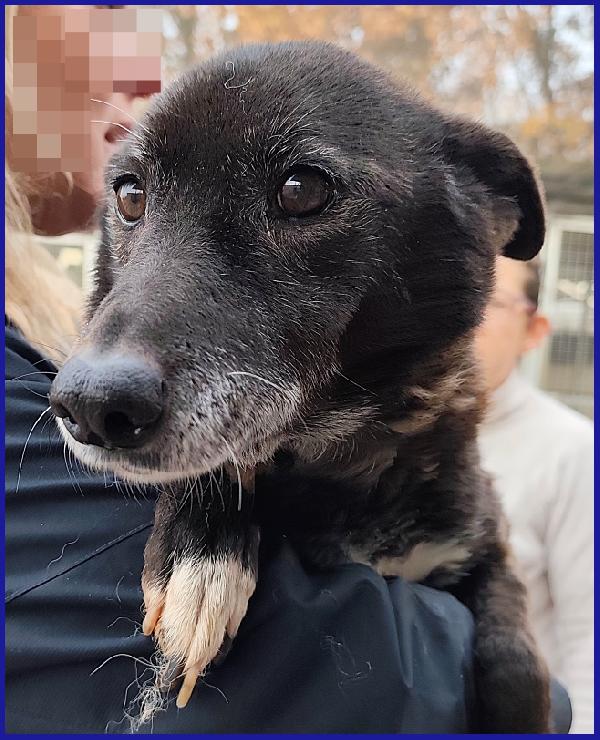 TATA MATILDA 14 ANNI, TUTTA LA VITA IN CANILE AD ASPETTARE CHI L'HA TRADITA...ORA MERITA SOLO AMORE Foto 7