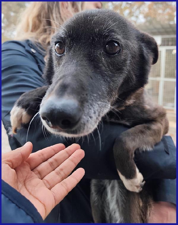 TATA MATILDA 14 ANNI, TUTTA LA VITA IN CANILE AD ASPETTARE CHI L'HA TRADITA...ORA MERITA SOLO AMORE Foto 8