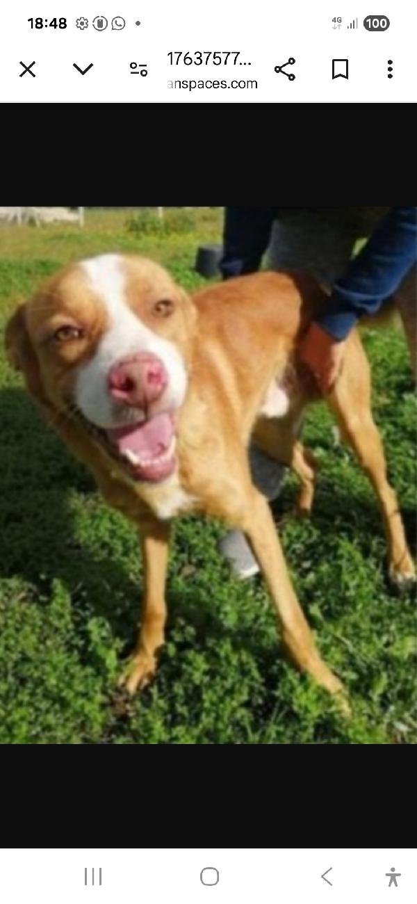 Dennis Adulto Vissuto In 1Lager Calabrese