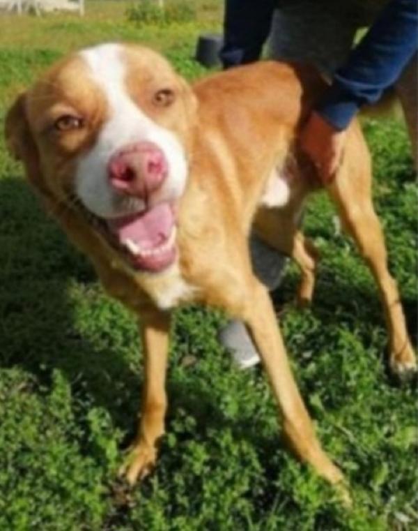 Dennis Adulto Vissuto In 1Lager Calabrese