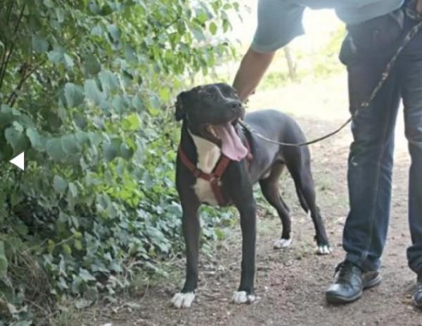 Dyami Pitbull Adulto Mollato Anni Fa Legato Ad Una Pianta 