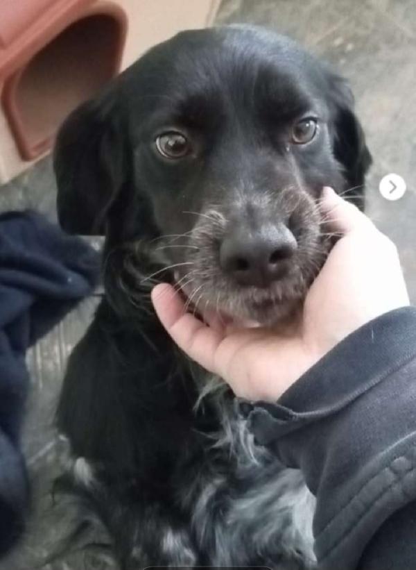 Breton 3Anni In Canile Da Sempre.puglia Urge Casa