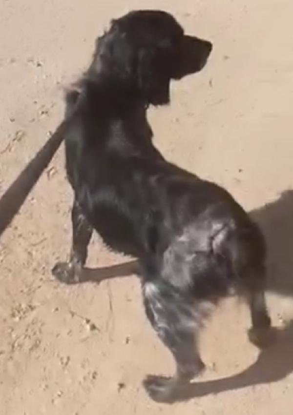 Breton 3anni in canile da sempre.PUGLIA URGE CASA Foto 4