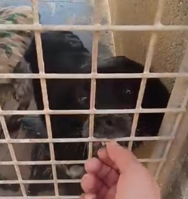 Breton 3anni in canile da sempre.PUGLIA URGE CASA Foto 5