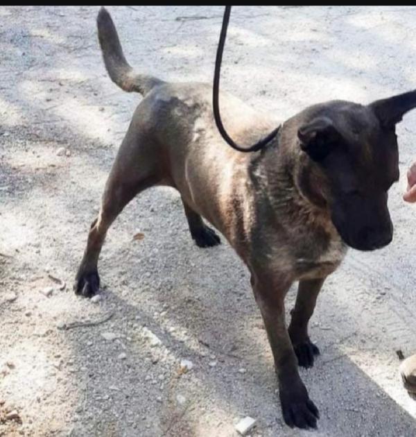 Ruben quasi 6anni conosce solo il canile.LECCE Foto 2