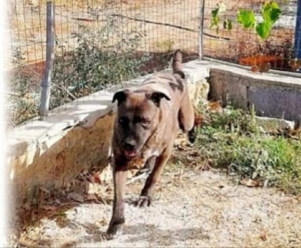 Ruben quasi 6anni conosce solo il canile.LECCE Foto 3