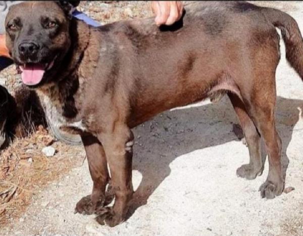 Ruben quasi 6anni conosce solo il canile.LECCE Foto 4