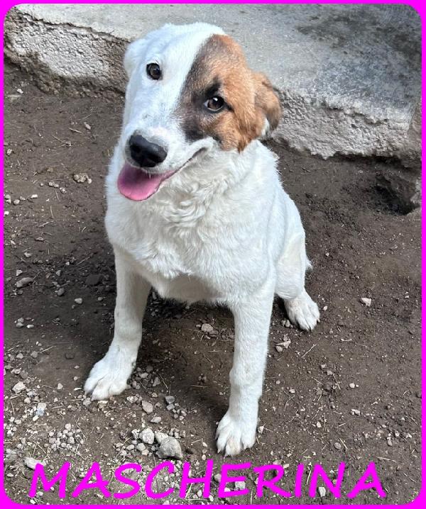 Mascherina Cucciolona Simil Jack Russel 7-8 Mesi, Tg Mediopoiccola, In Canile Non Ha L'amore Che Merita