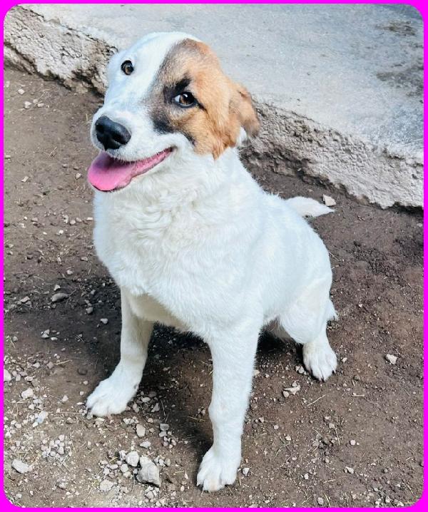 MASCHERINA CUCCIOLONA SIMIL JACK RUSSEL 7-8 MESI, TG MEDIOPOICCOLA, IN CANILE NON HA L'AMORE CHE MERITA Foto 2