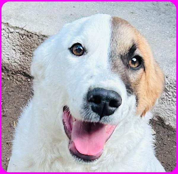 MASCHERINA CUCCIOLONA SIMIL JACK RUSSEL 7-8 MESI, TG MEDIOPOICCOLA, IN CANILE NON HA L'AMORE CHE MERITA Foto 3