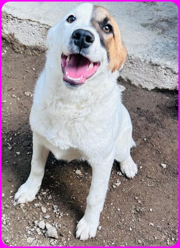 MASCHERINA CUCCIOLONA SIMIL JACK RUSSEL 7-8 MESI, TG MEDIOPOICCOLA, IN CANILE NON HA L'AMORE CHE MERITA Foto 4