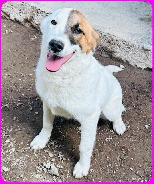 MASCHERINA CUCCIOLONA SIMIL JACK RUSSEL 7-8 MESI, TG MEDIOPOICCOLA, IN CANILE NON HA L'AMORE CHE MERITA Foto 5