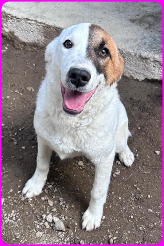 MASCHERINA CUCCIOLONA SIMIL JACK RUSSEL 7-8 MESI, TG MEDIOPOICCOLA, IN CANILE NON HA L'AMORE CHE MERITA Foto 6