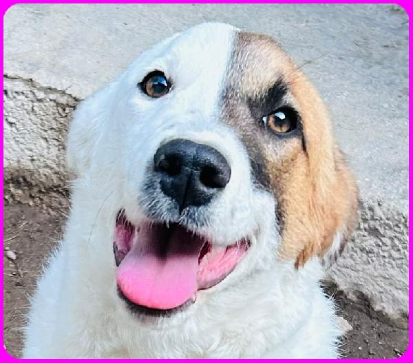 MASCHERINA CUCCIOLONA SIMIL JACK RUSSEL 7-8 MESI, TG MEDIOPOICCOLA, IN CANILE NON HA L'AMORE CHE MERITA Foto 7