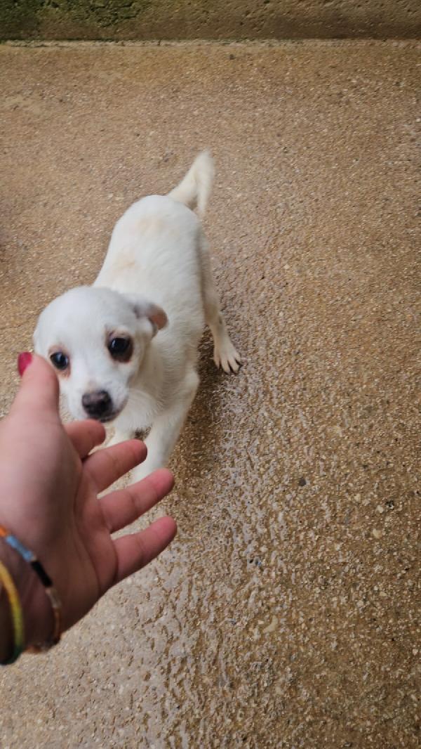 Ester: 3 mesi taglia piccola  Foto 2