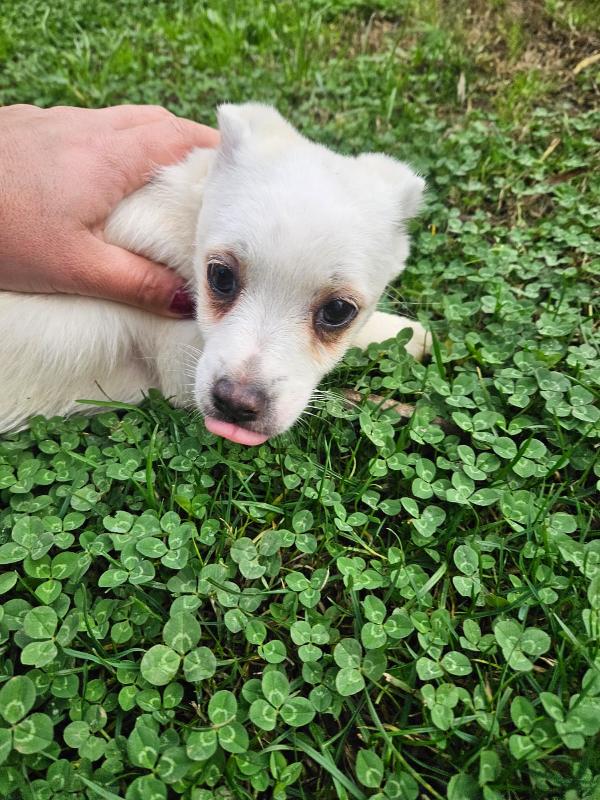 Ester: 3 mesi taglia piccola  Foto 3