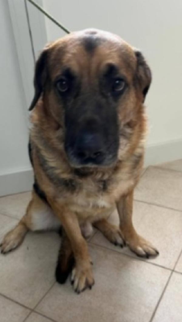 Pastore 3Anni Traslocato E Lo Mollano In Casa!Palermo