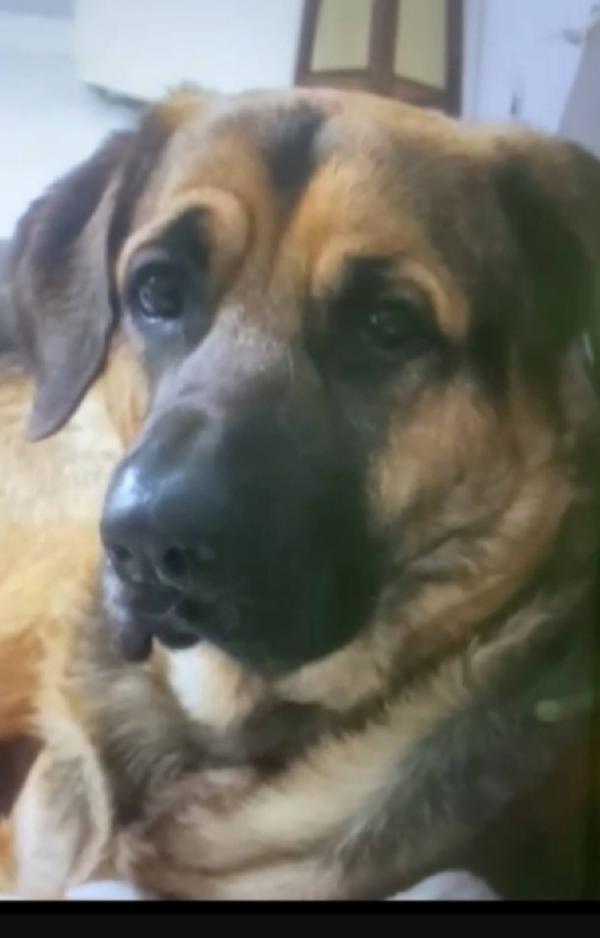 Pastore 3anni traslocano e lo mollano in casa!PALERMO Foto 2